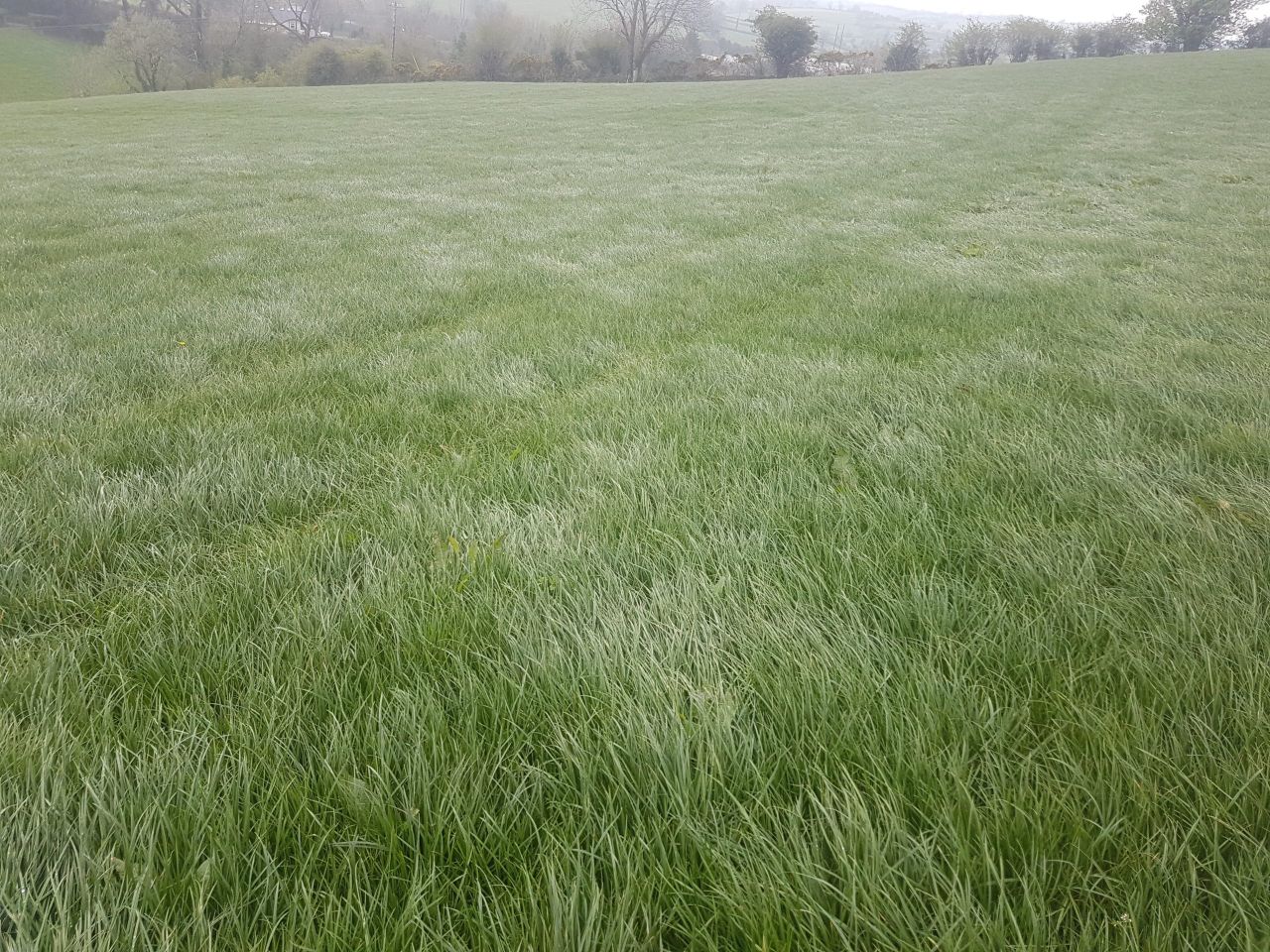 Dairy advice: Time to start thinking about spring grass