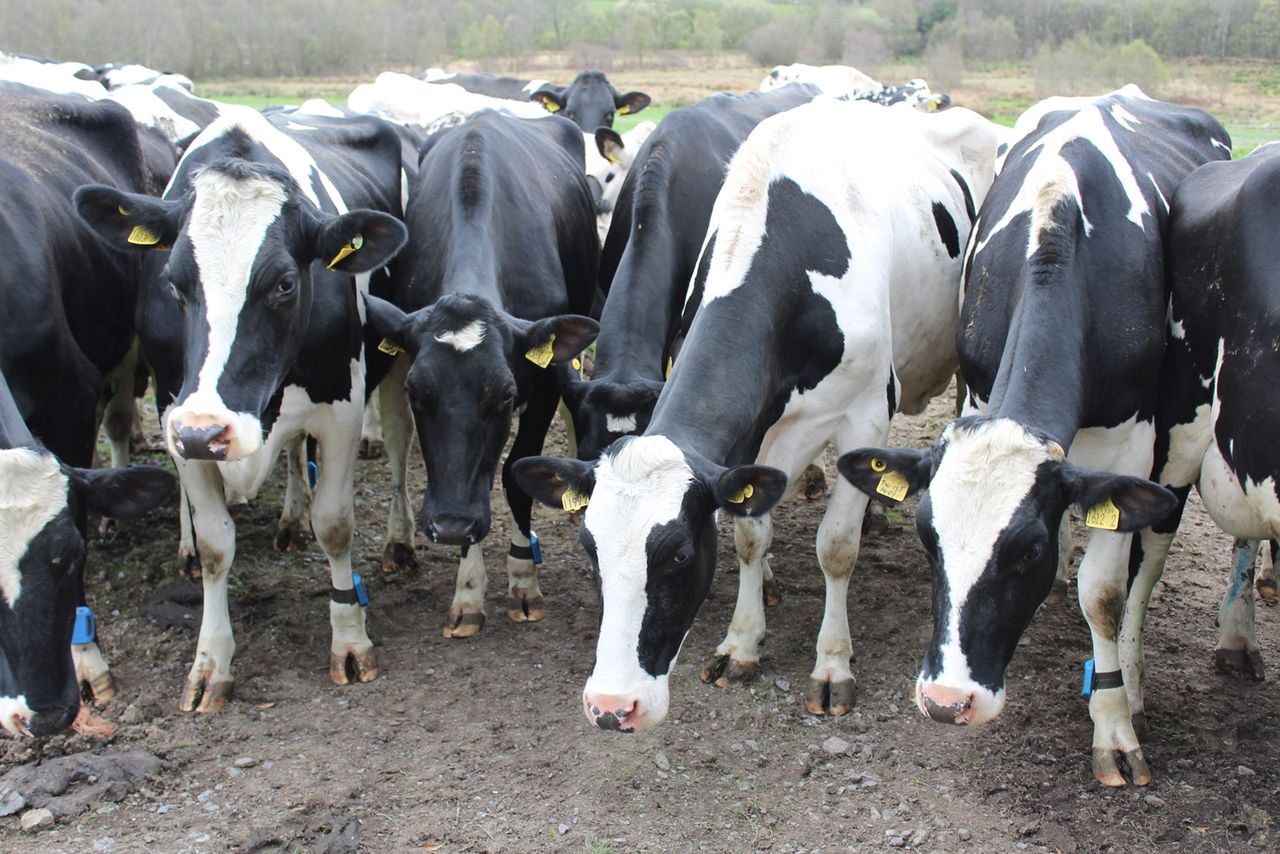 Worker burn-out is ’zero-sum’ game for welfare of livestock