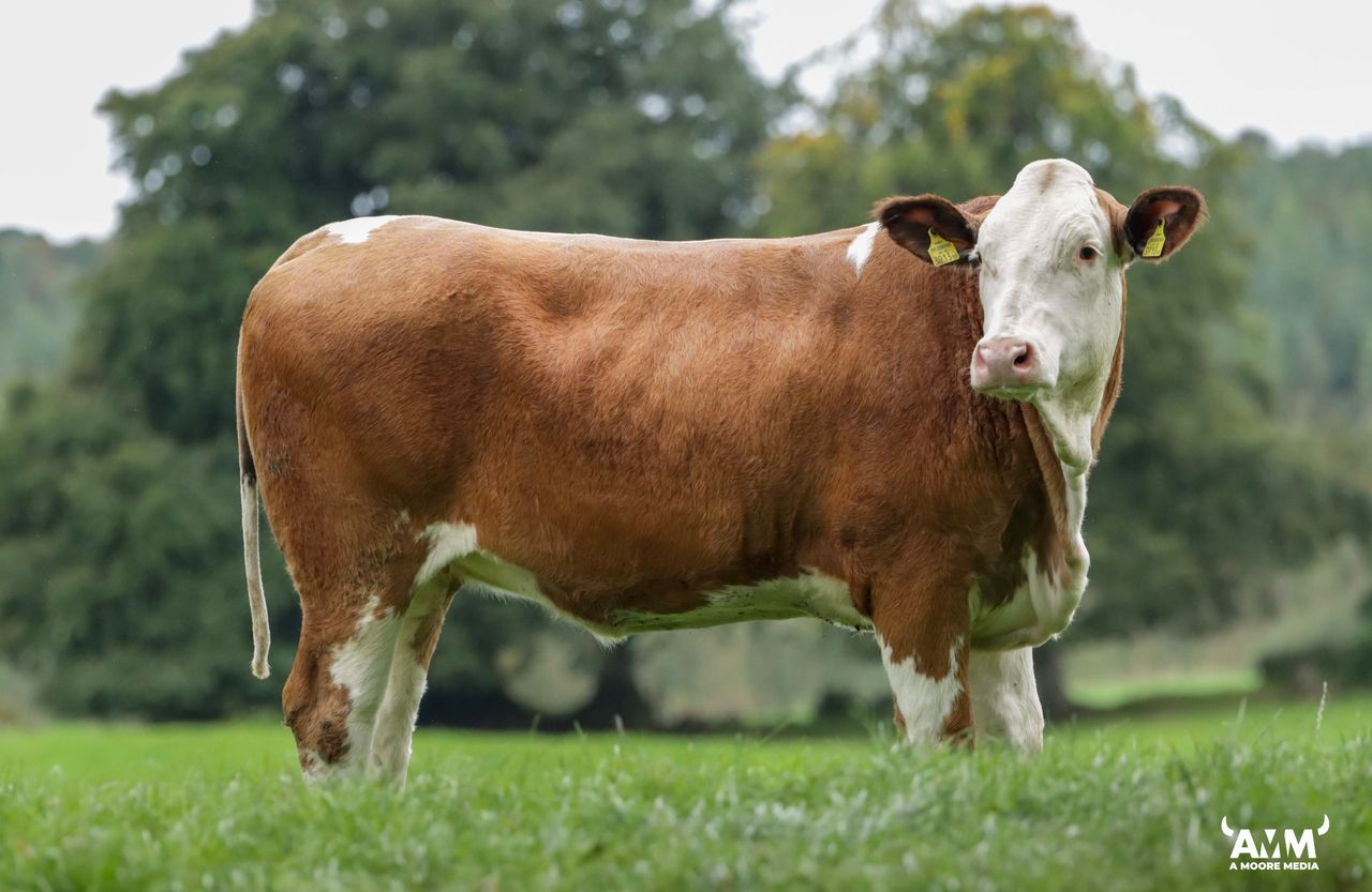 Cows.ie sees 100% clearance at 'unique' dairy heifer sale