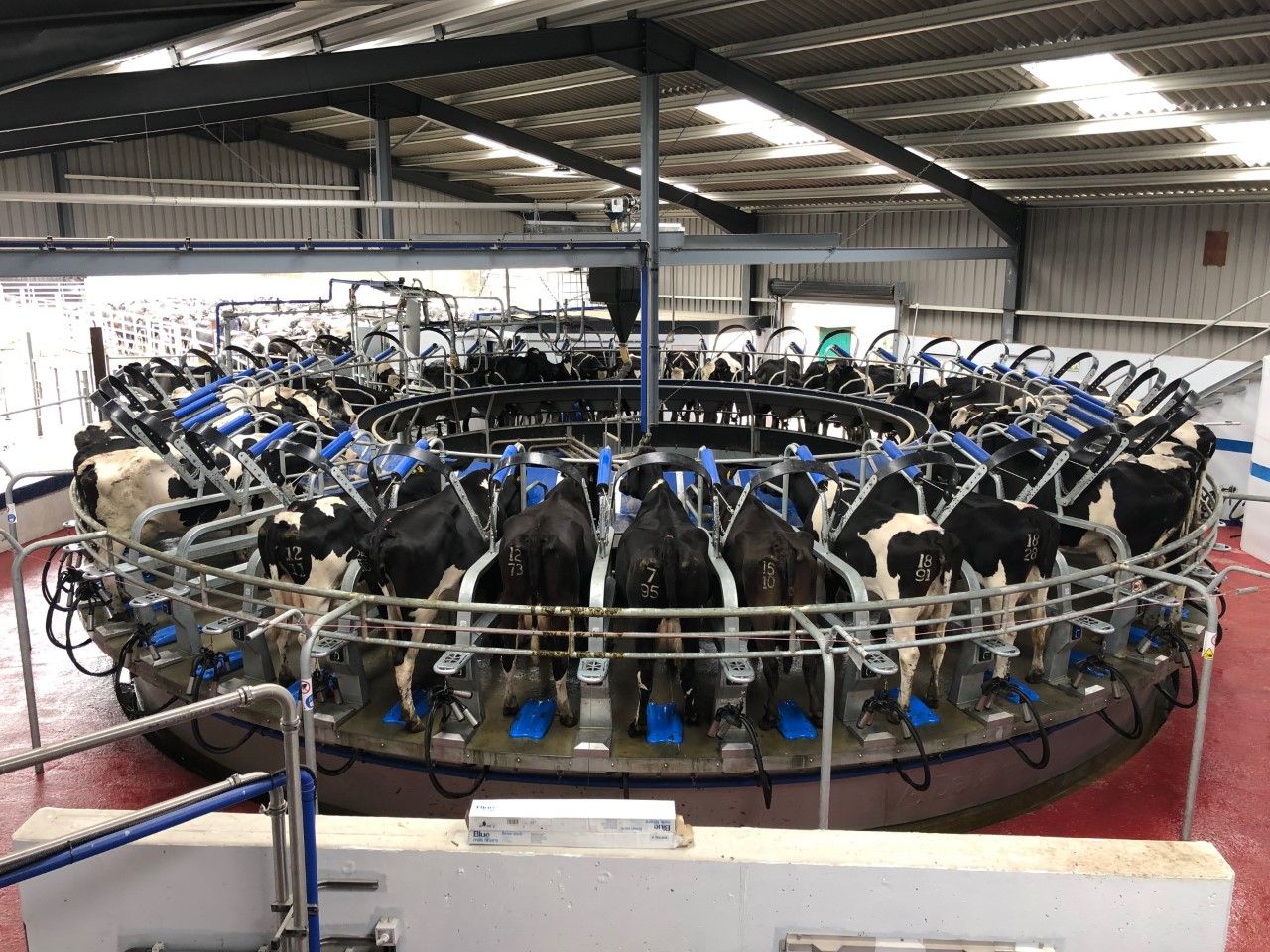 Buildings Focus: Milking 250 cows through a brand new 40-unit rotary parlour