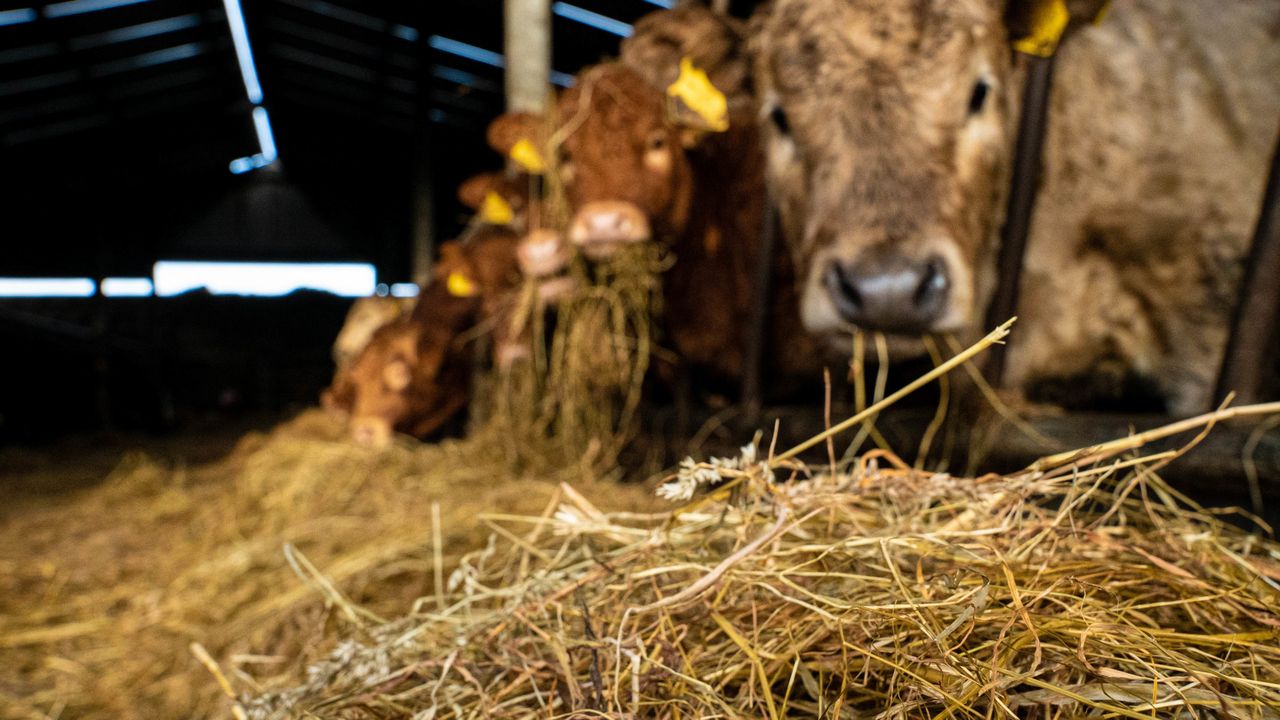 IFA urges farmers to get applications in for BEEP-S