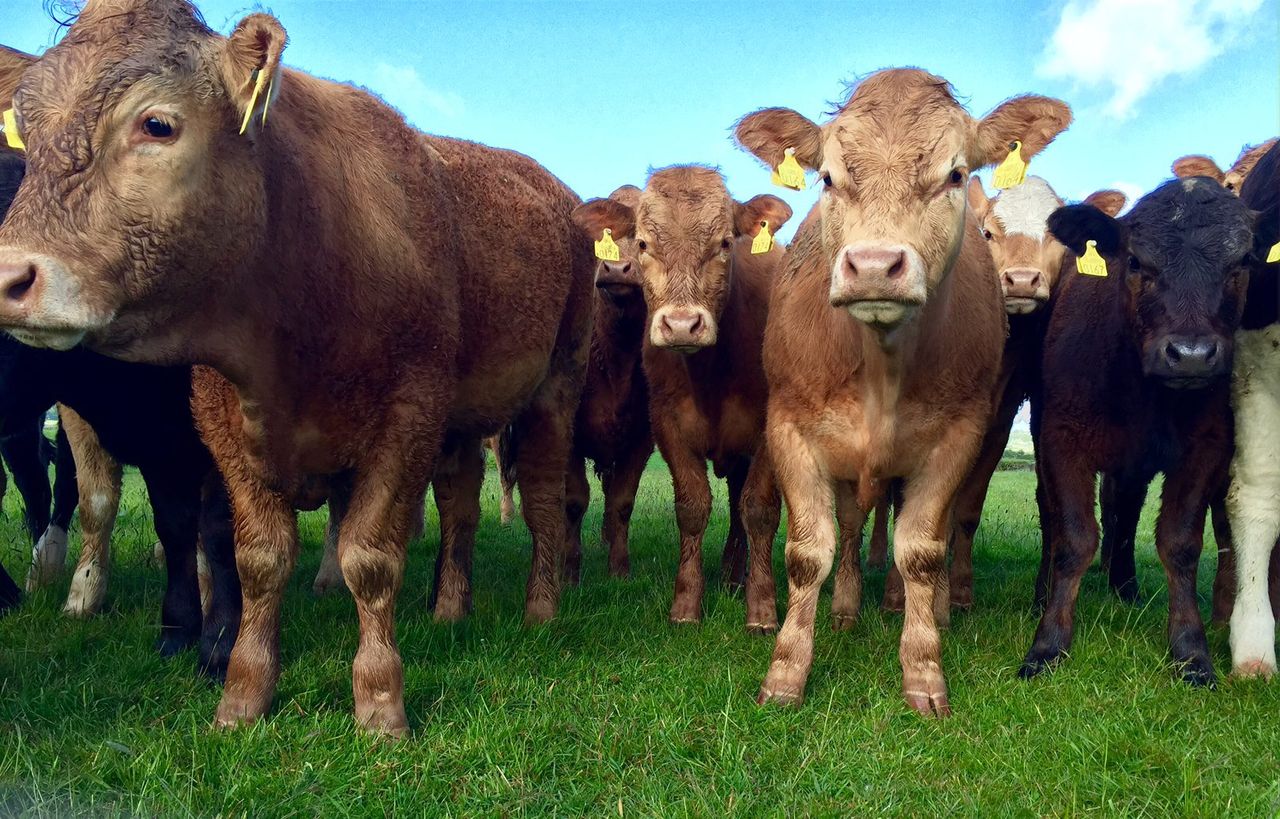Beef factories specs and regulations are 'a goalpost mounted on wheels'
