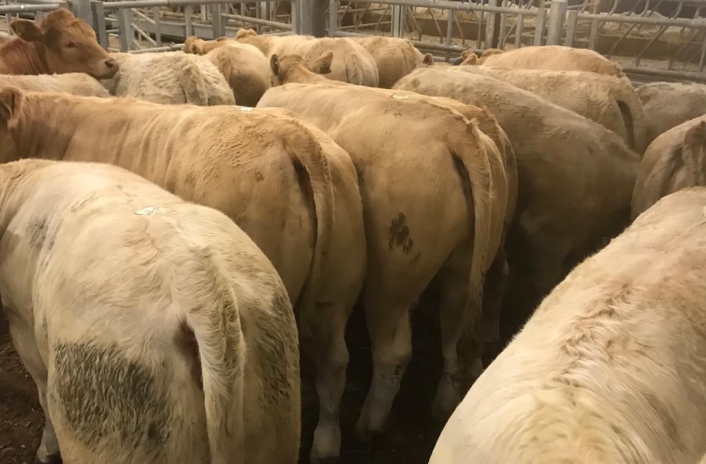 Beef kill: Factory ploy to pull prices fails to bolster kill