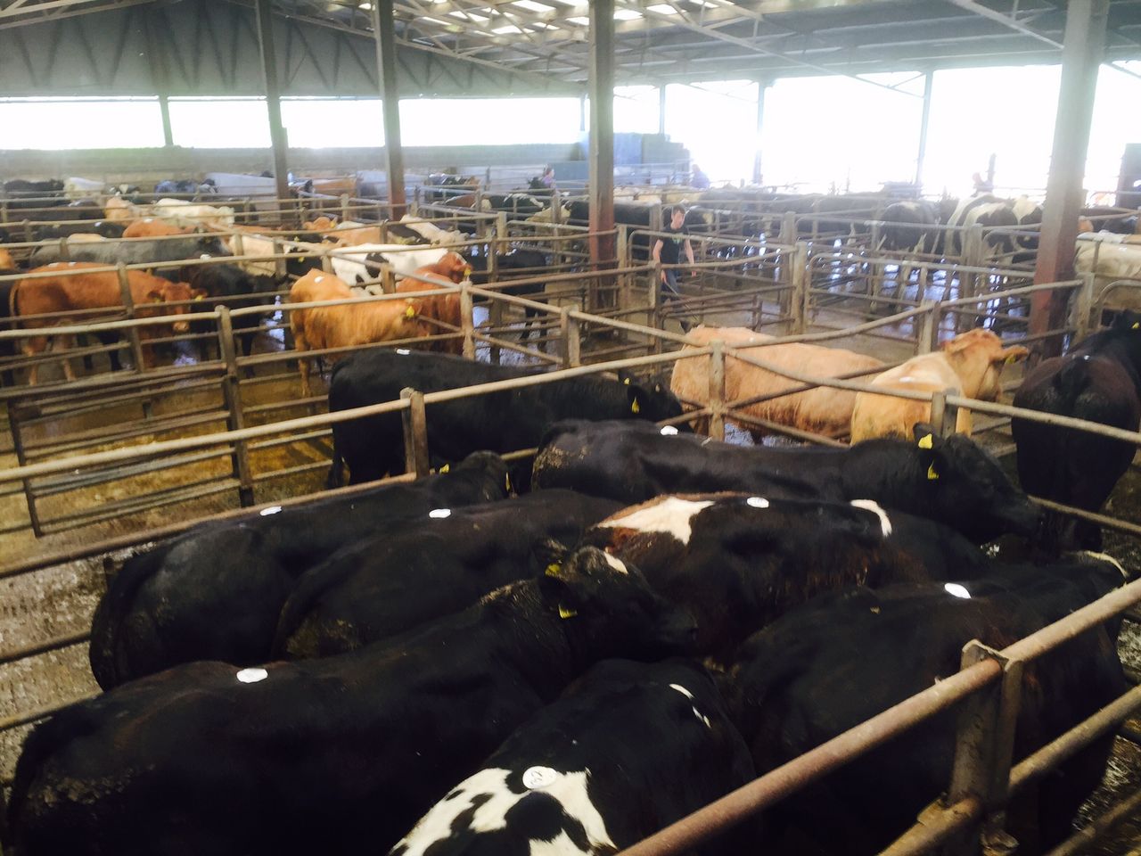 Cattle marts: Quality remains in demand as cow prices drive the trade