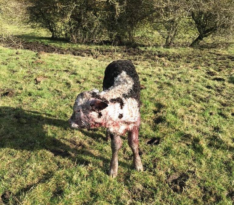 Cow and calf attacked by pit bull terrier in Tipperary
