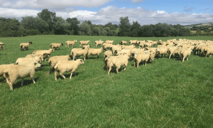 AgriLand seeks technical journalist with a special focus on sheep farming