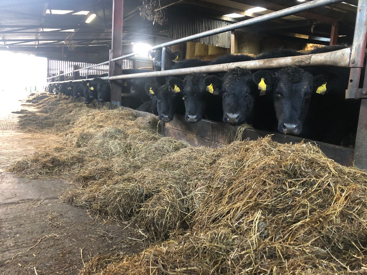 Beef focus: Operating a 50-head finishing enterprise and dairy farm in Co. Kilkenny