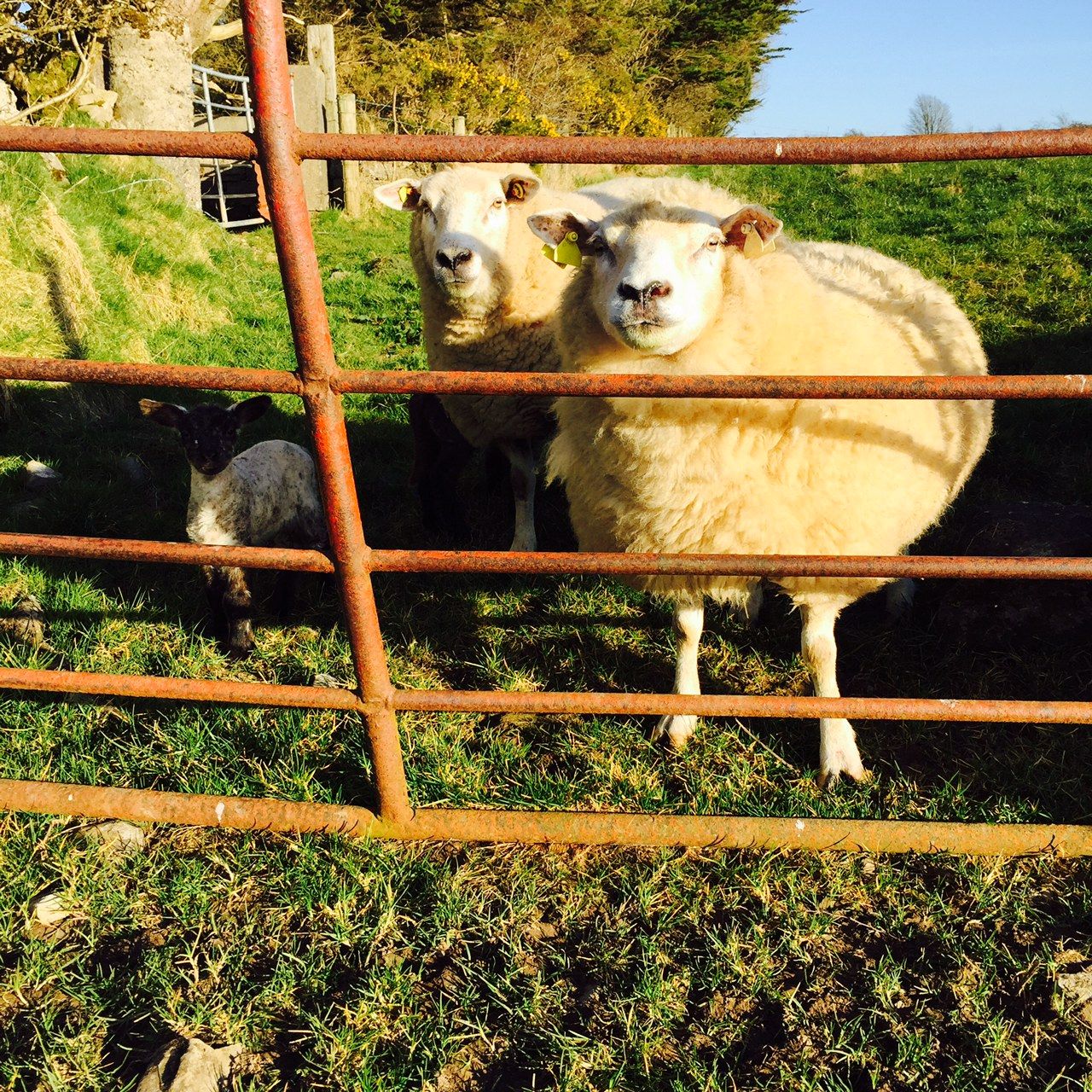 Calls for Department to end unannounced inspections