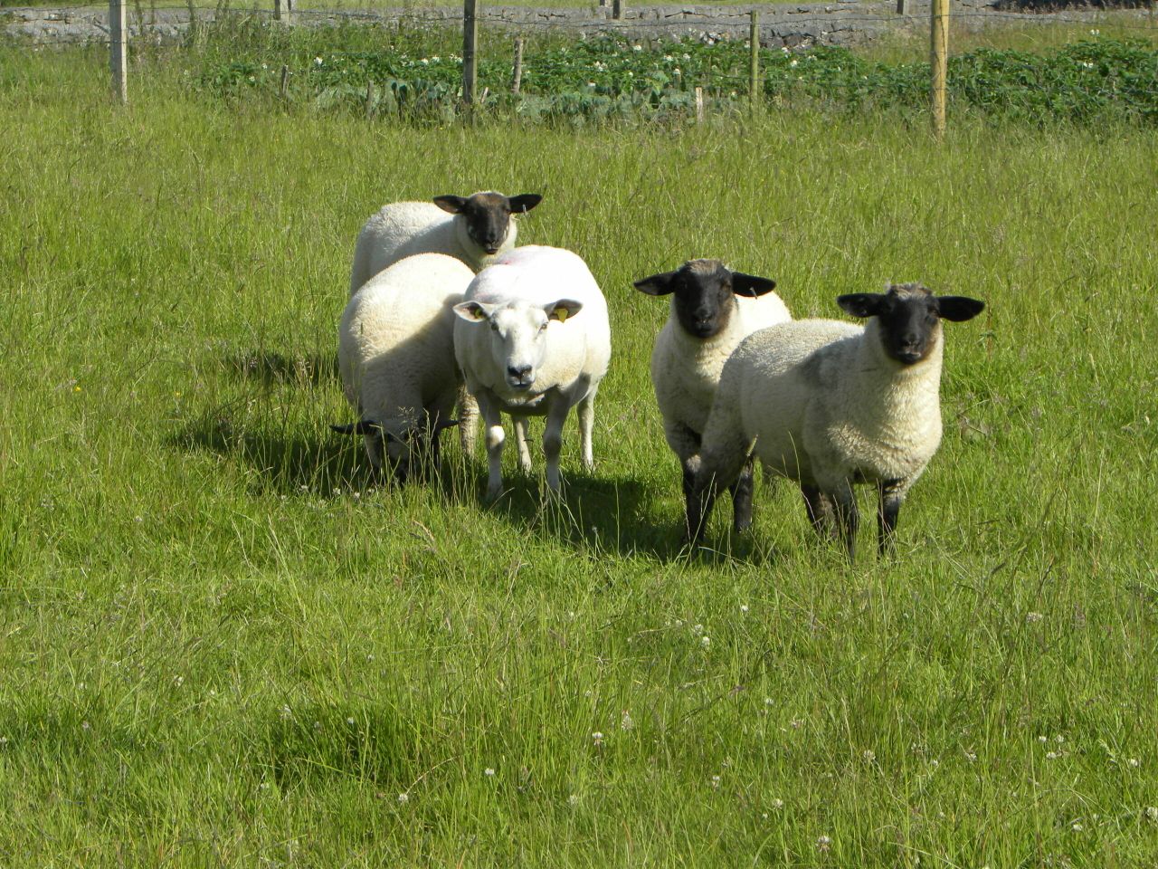 UFU challenges retailers on lamb sourcing