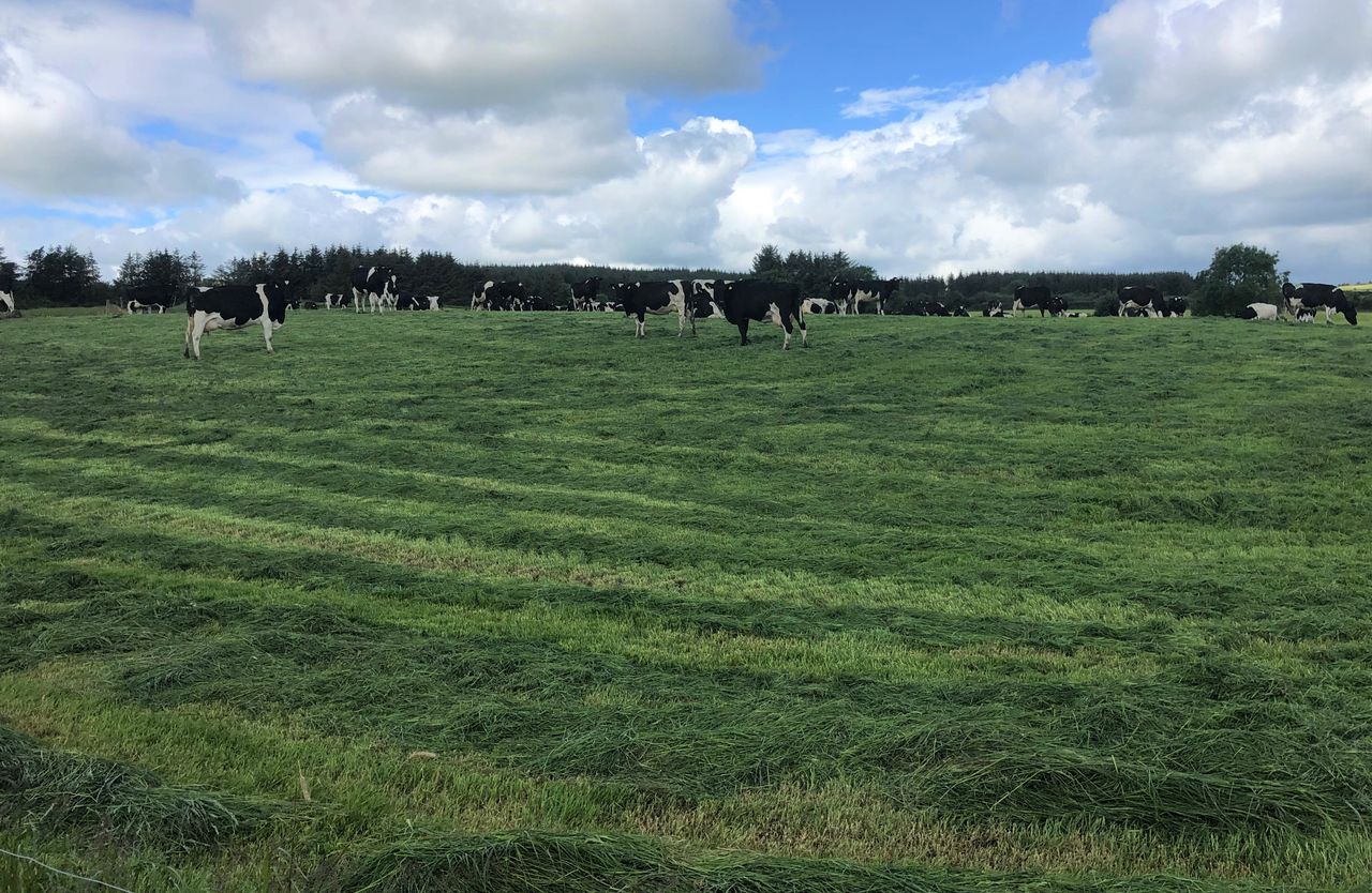 Is pre-mowing an option for correcting grass quality?
