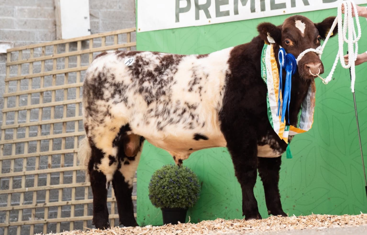 New president of Irish Shorthorn Society announced