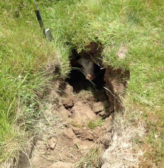 Pics: Calf has lucky escape after fall into a water course