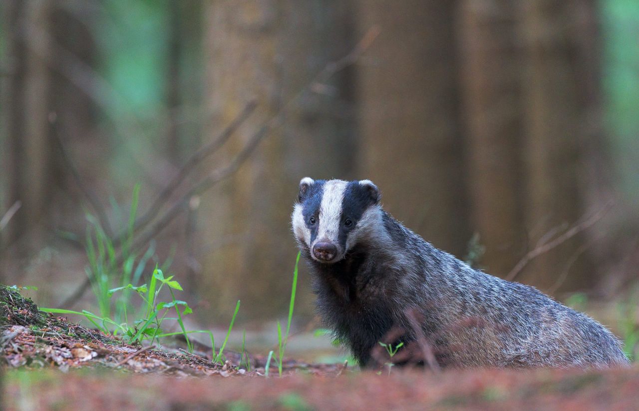 TB: Biosecurity 'most effective' to protect from badgers as support proposed