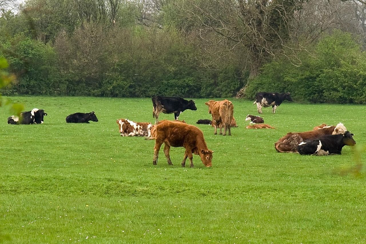 UK breeding cattle and sheep populations continue to decline