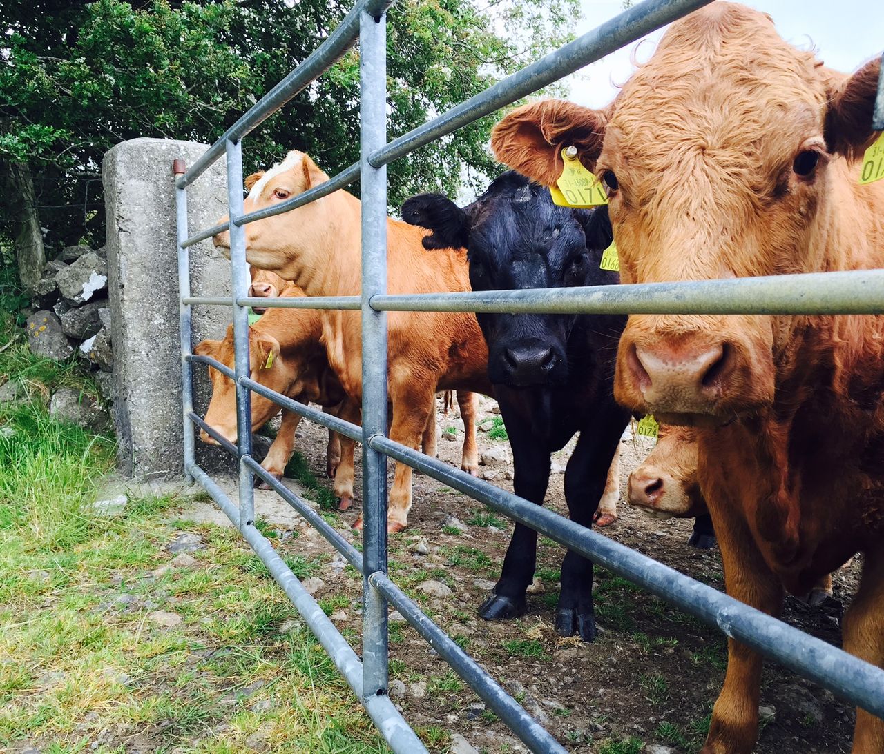 Galway man appointed cattle knowledge transfer specialist with Teagasc