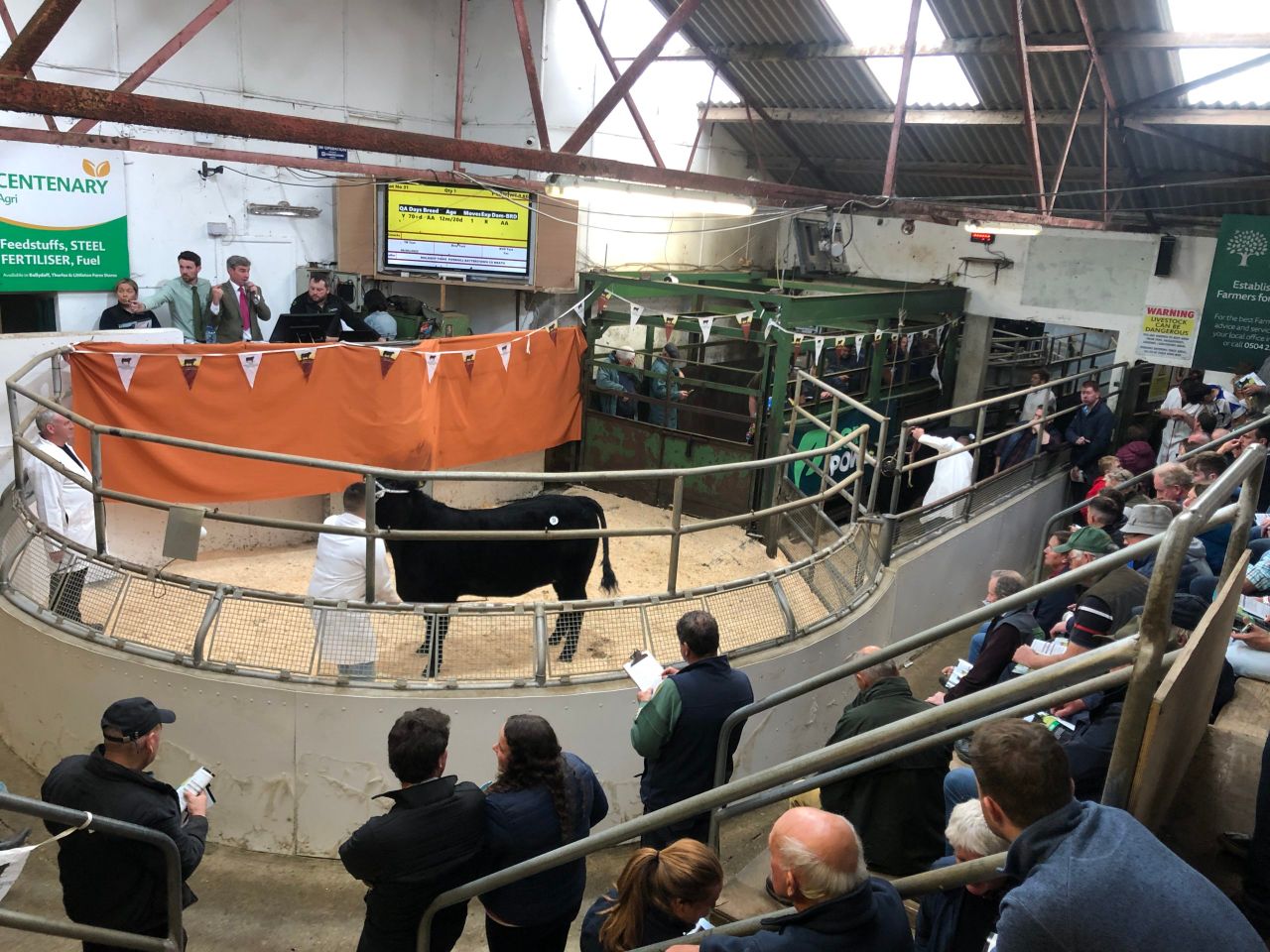 Video: Top price of €10,500 at Thurles' Angus Premier Sale