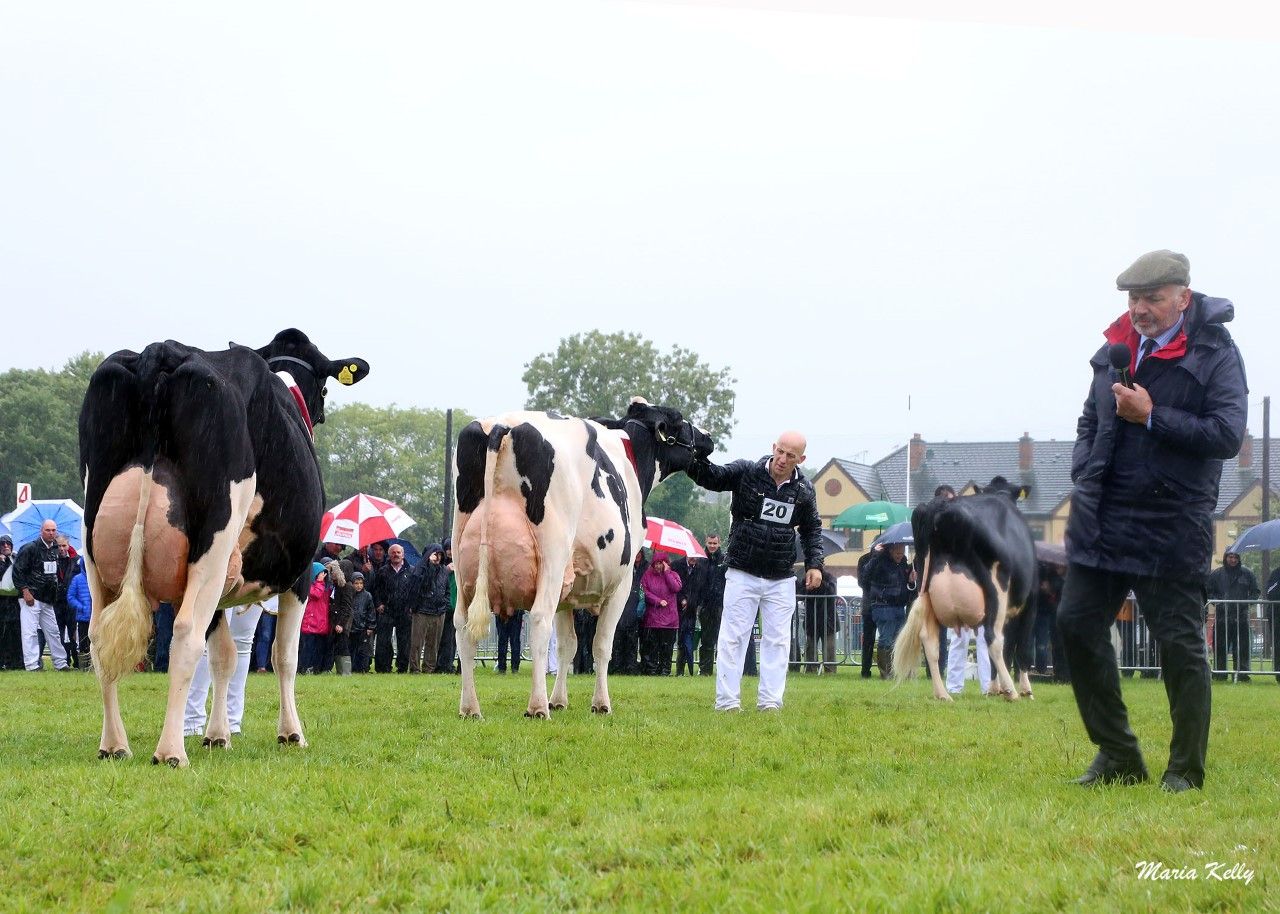 John Dowling exhibiting Baldonnel Flashmatic Dawn EX95 3E, Champion Baileys All Ireland Cow 2019