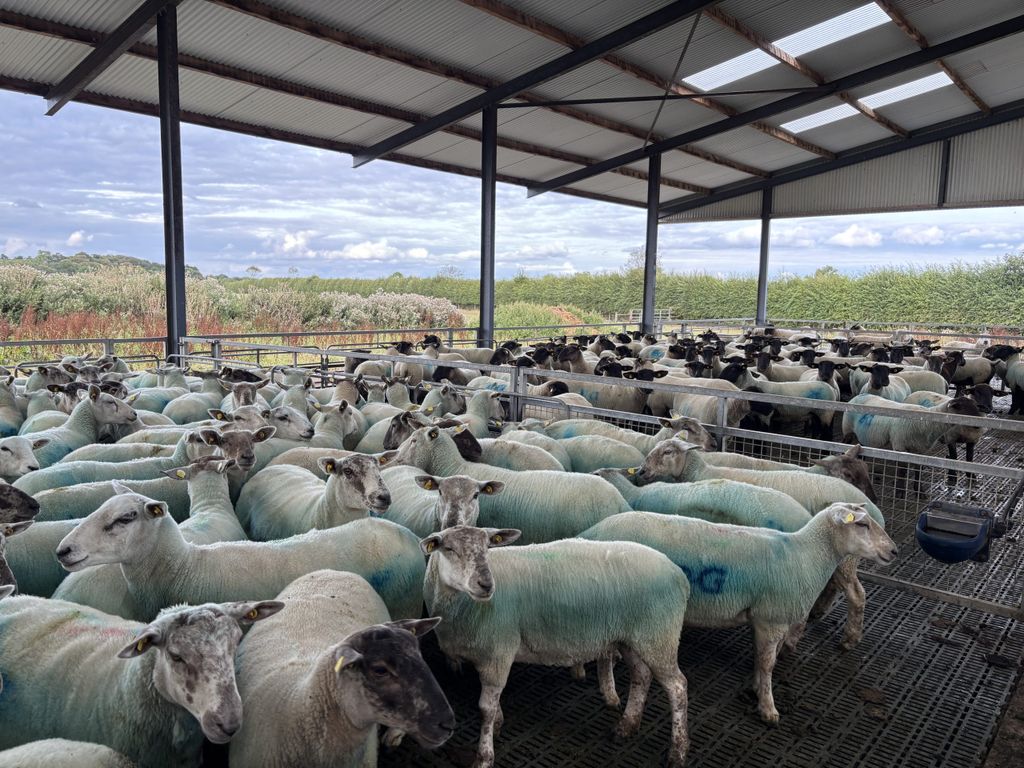 A sample of the ewe type on the farm