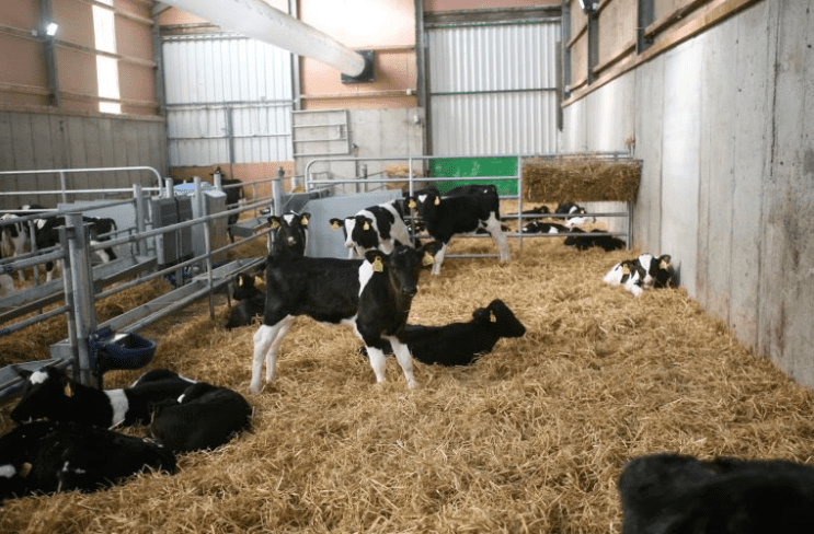 How can I prevent coccidiosis in the calf house?