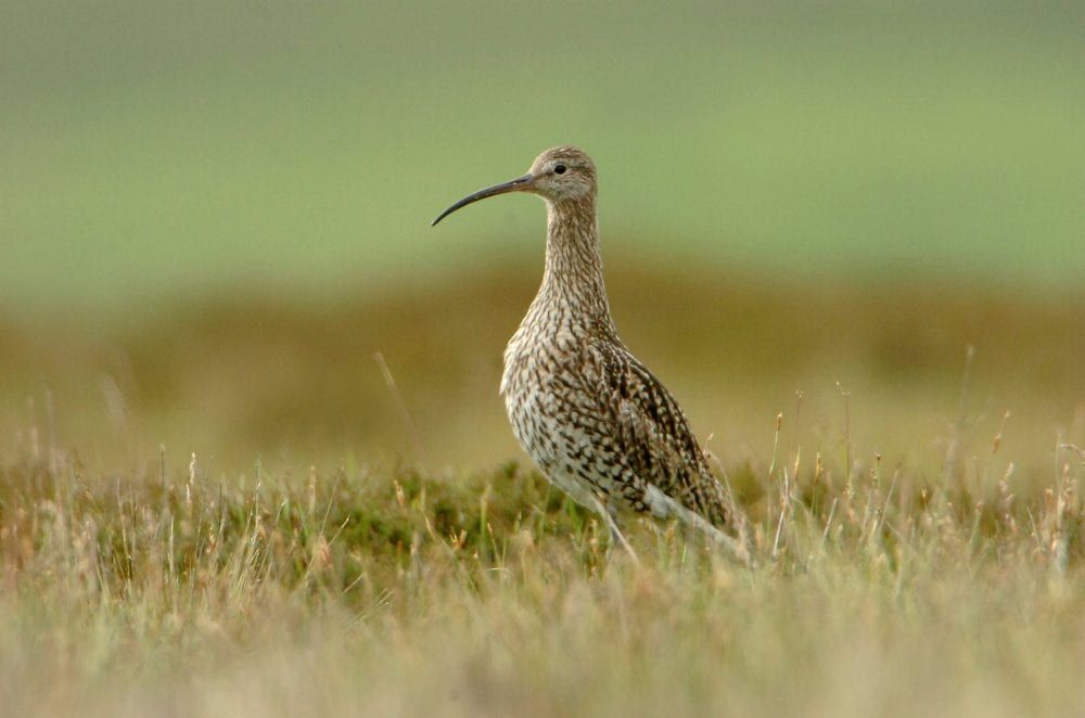 Landowners praised for curlew 'conservation breakthrough'