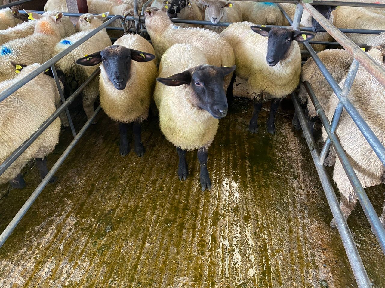 Sheep trade update: Lamb prices edge up another 10c/kg