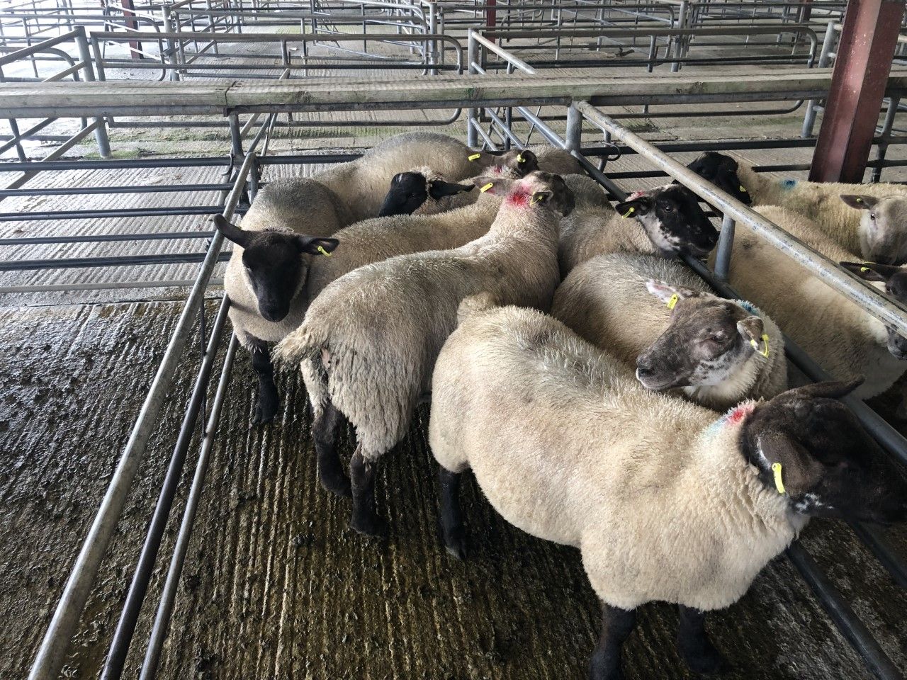 Sheep trade: Sheep kill exceeds the 60,000 head mark for the 5th week in a row