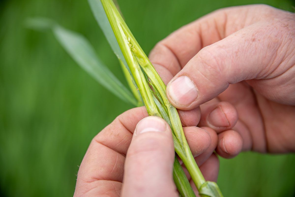 May closing date for Tillage Incentive Scheme