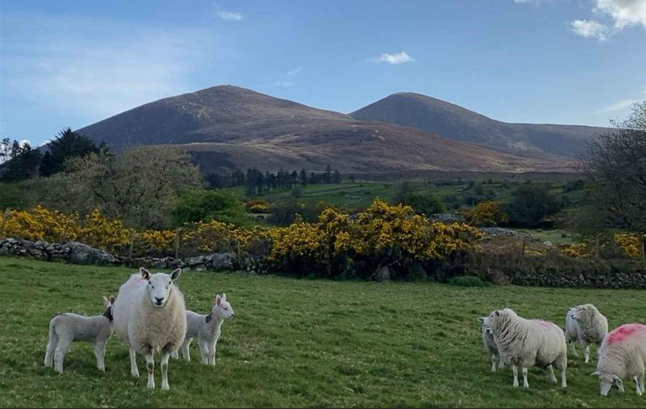 ICM Lamb Sustainability Trial: Lamb births and hogget sales