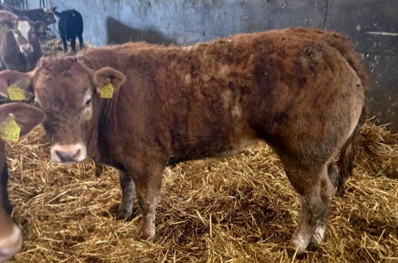 Macroom Mart set to host evening suckler sale