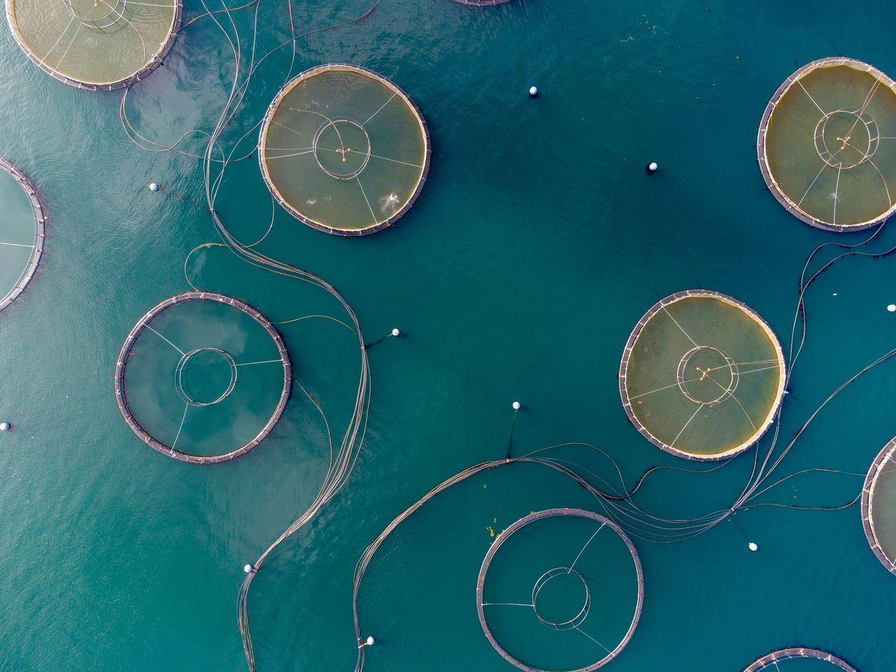 New food-testing method a 'game-changer' for food supply chain