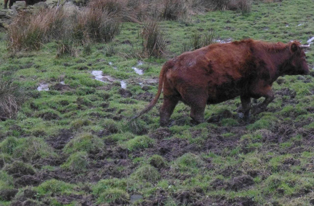 Graphic: Farmer sentenced for animal welfare offences