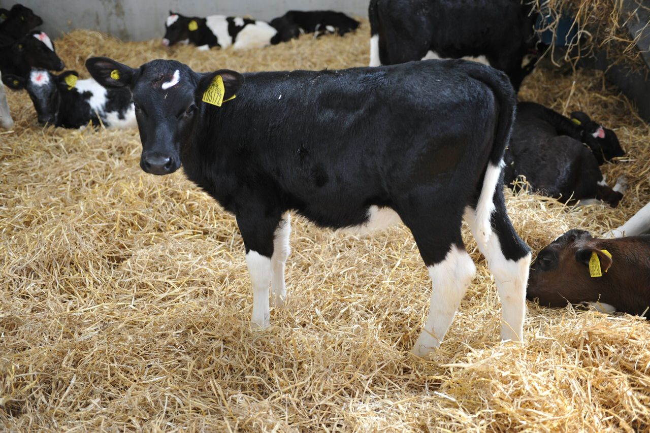 2,100 Dutch dairy farmers in hot water for suspected 'calf fraud'