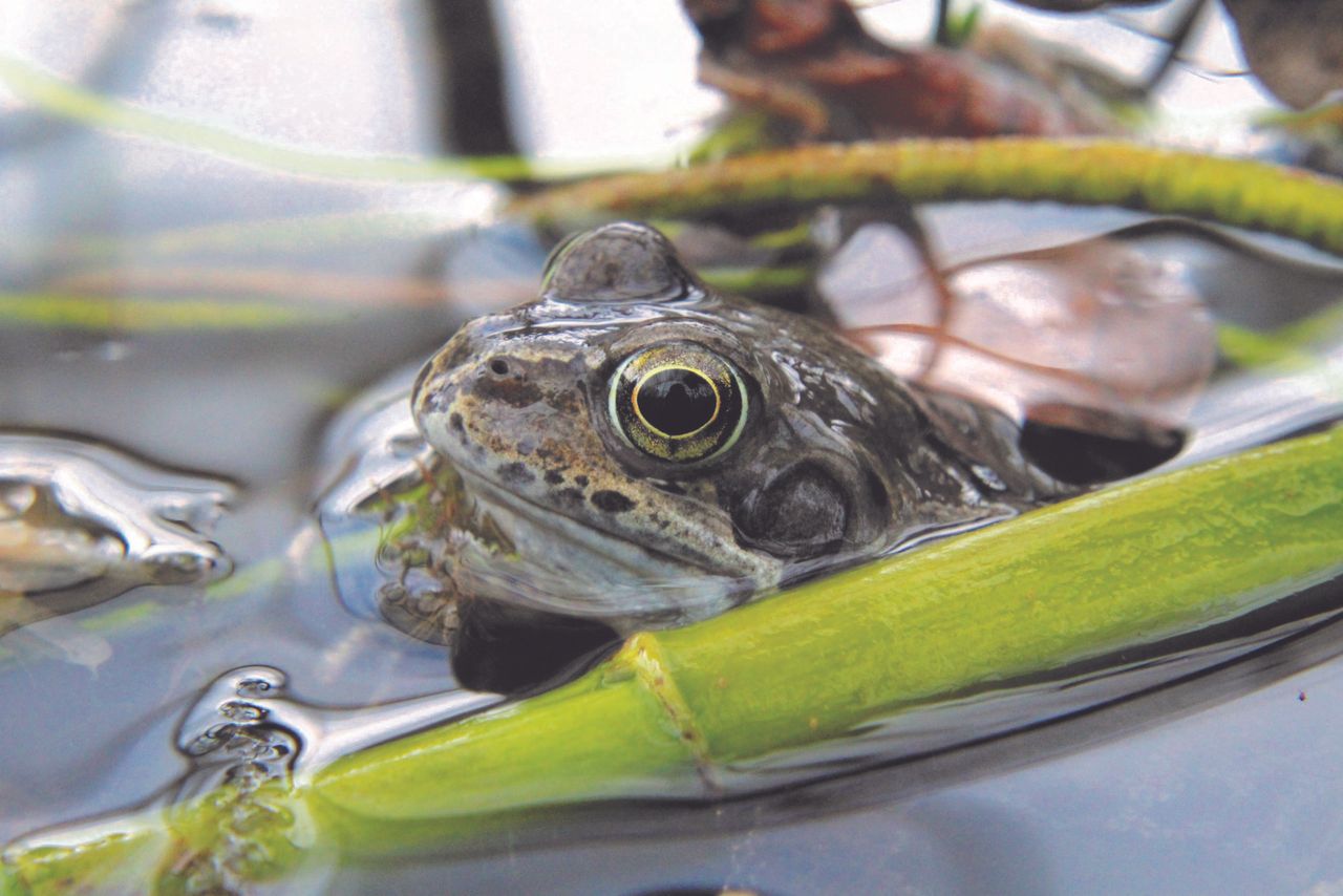 'An absence of frogs from an area would raise questions' - IPCC