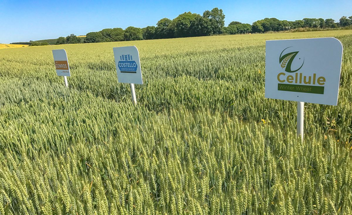 New varieties look like a good 'Prospect'