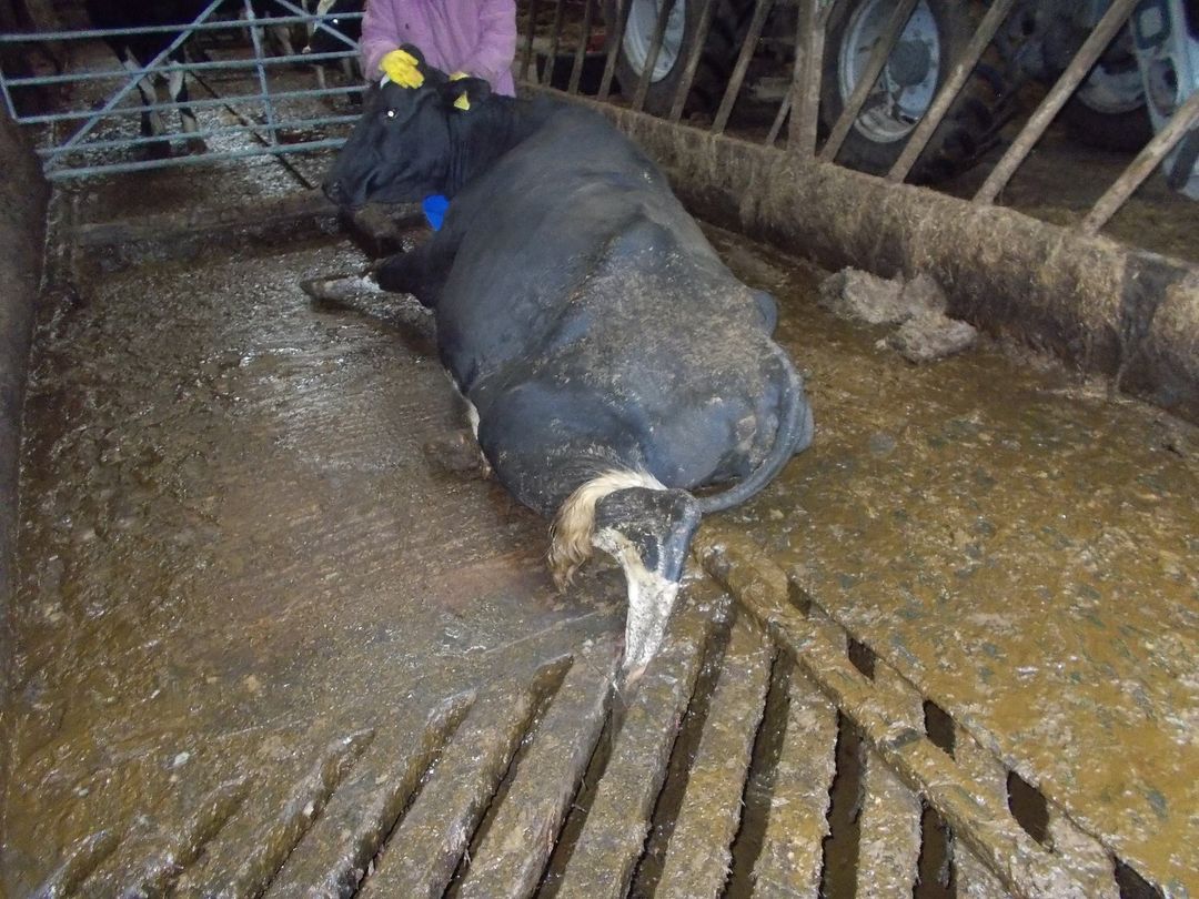 Firefighters called in to rescue cow stuck in grating