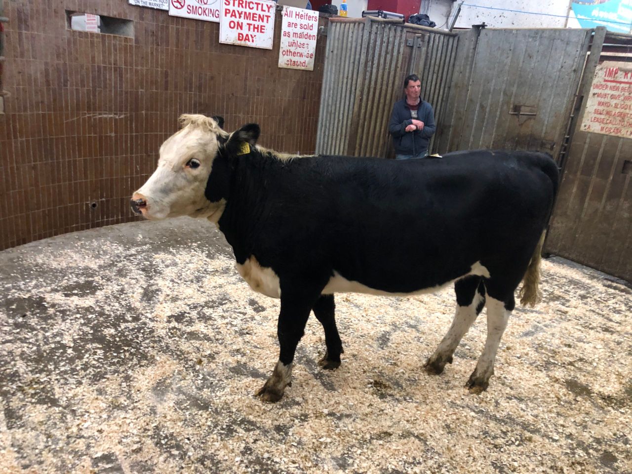 Mart report: Prices/kg reflect roaring trade for cattle in Ballina