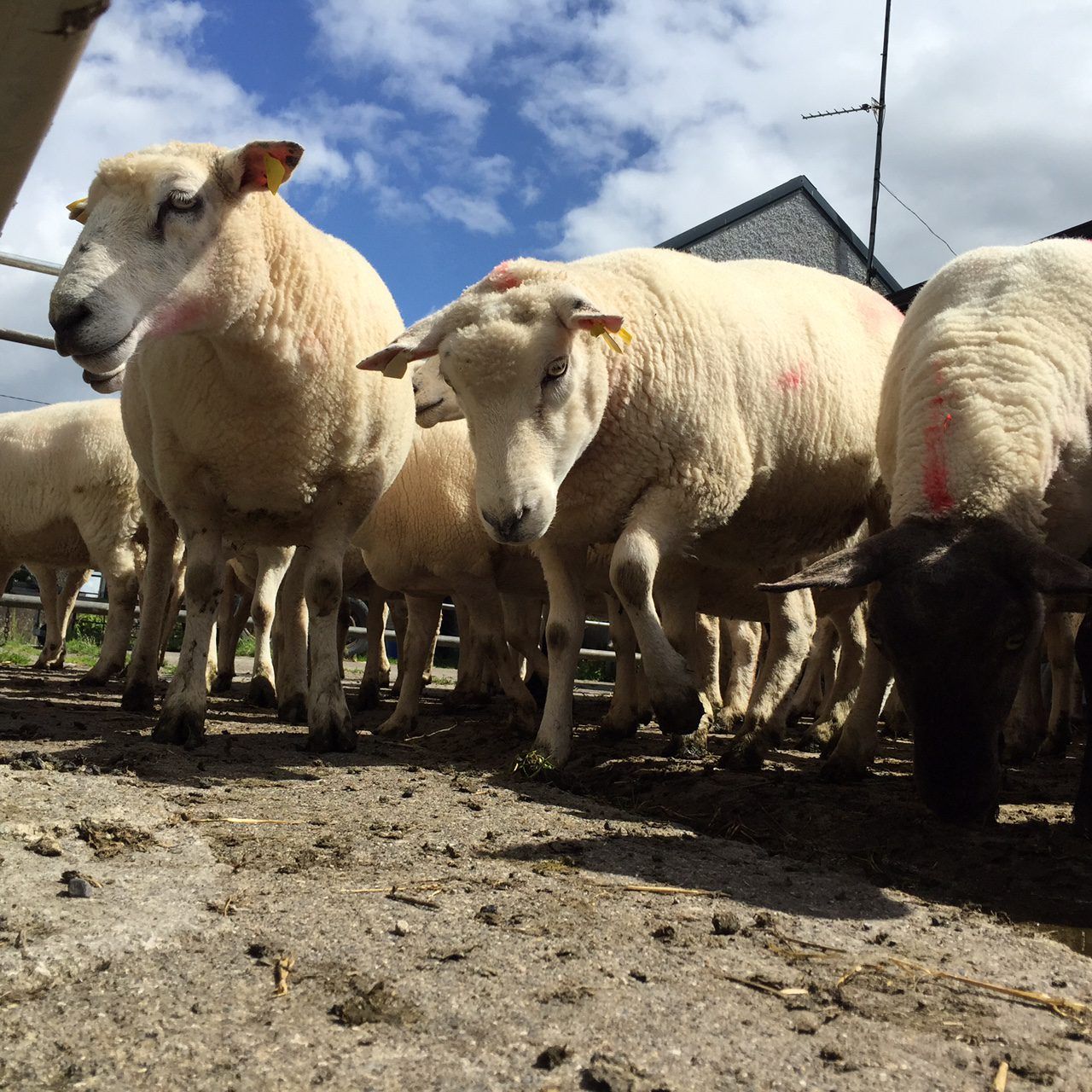 UK police use sheep line-up to reunite farmers with their flock!