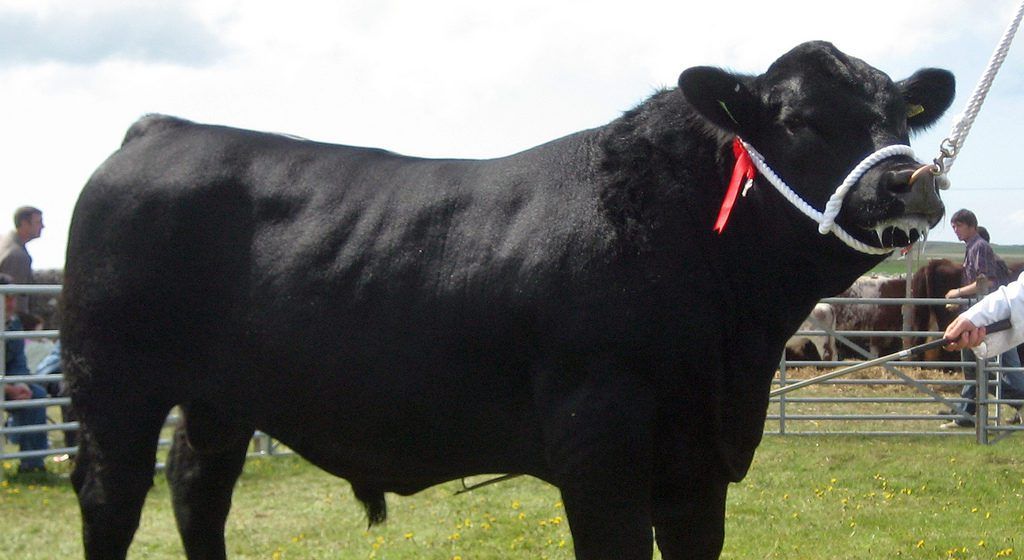 50 years of the Irish Angus Cattle Society to be celebrated at 'Ploughing' 2017