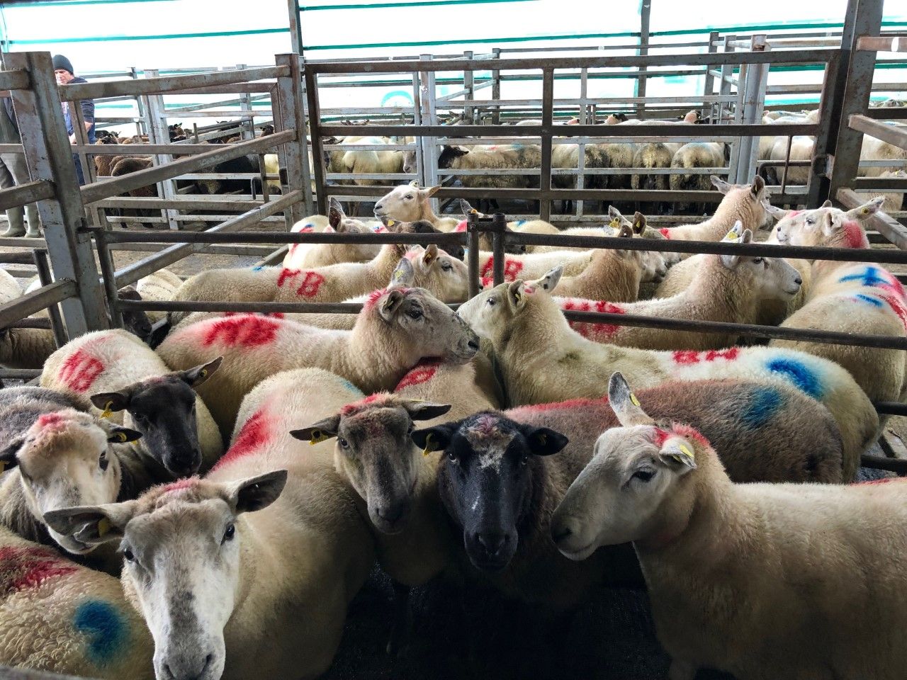 Sheep marts: Trade picks up where it left off as prices remain strong all round