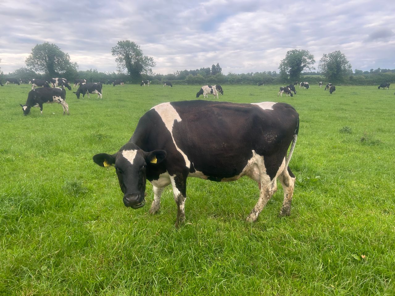 Picking out the problem cows ahead of the breeding season