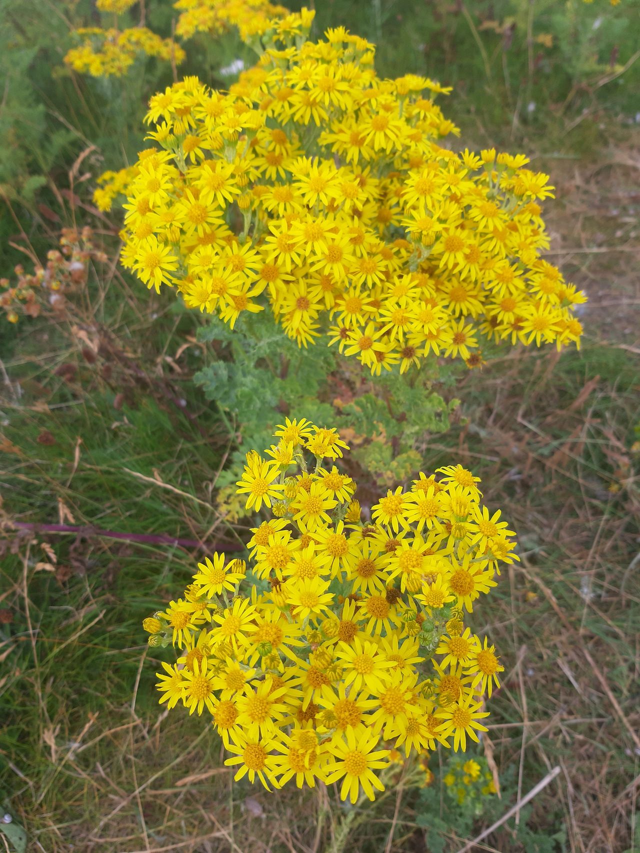Ragwort growing outside Leinster House 'addressed' - DAFM