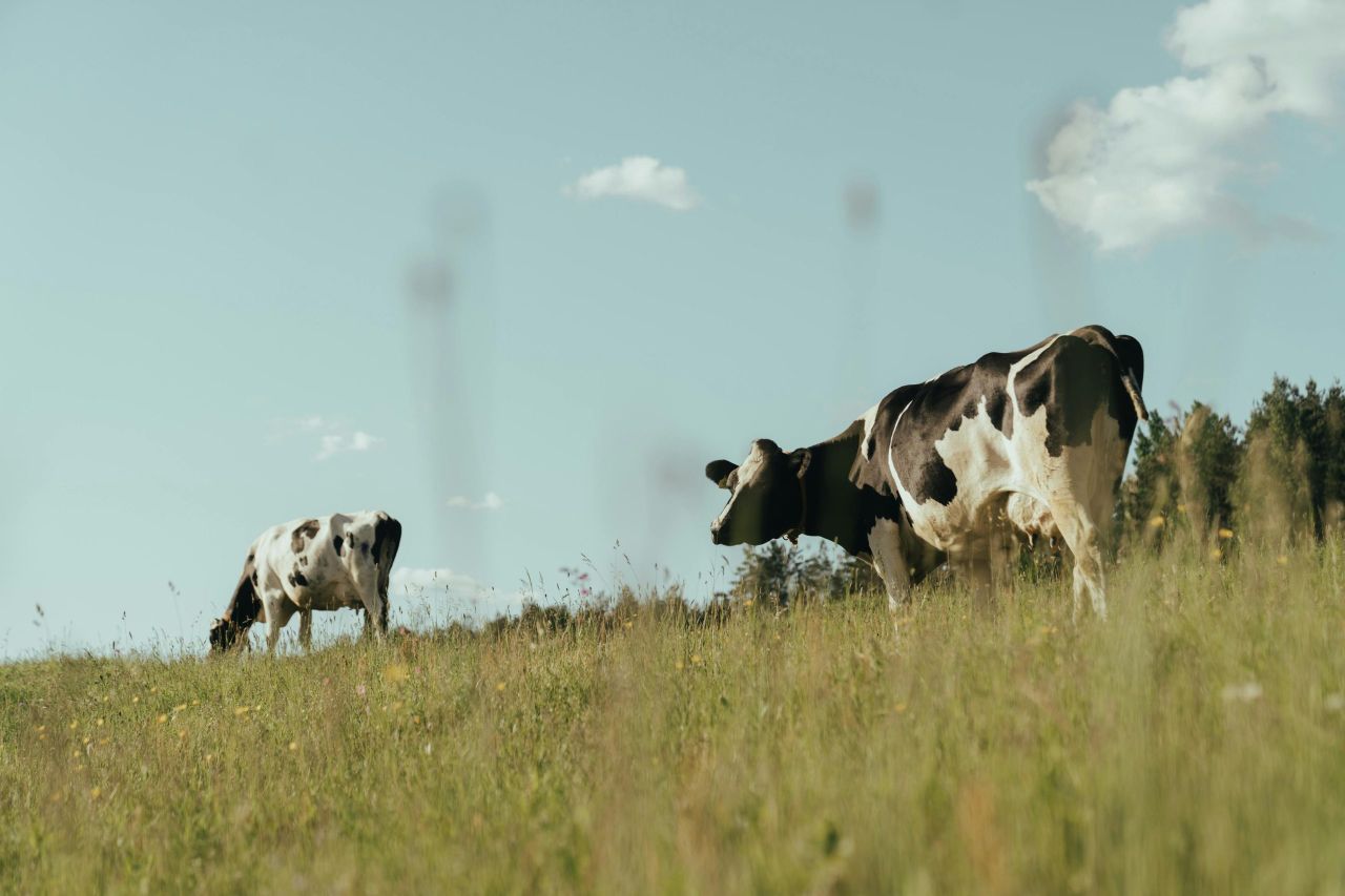 US government to invest $11 million to 'support resiliency' in dairy