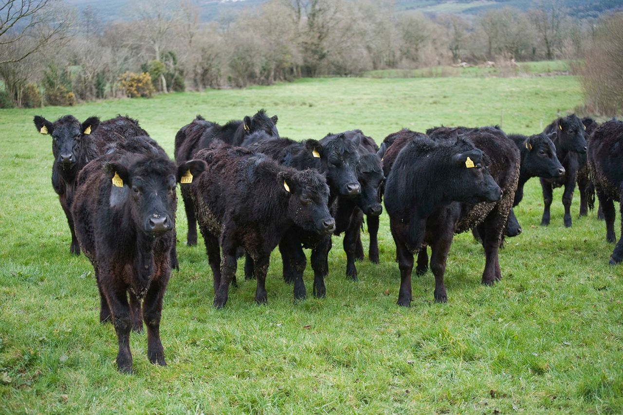 South American countries catch on to Angus beef