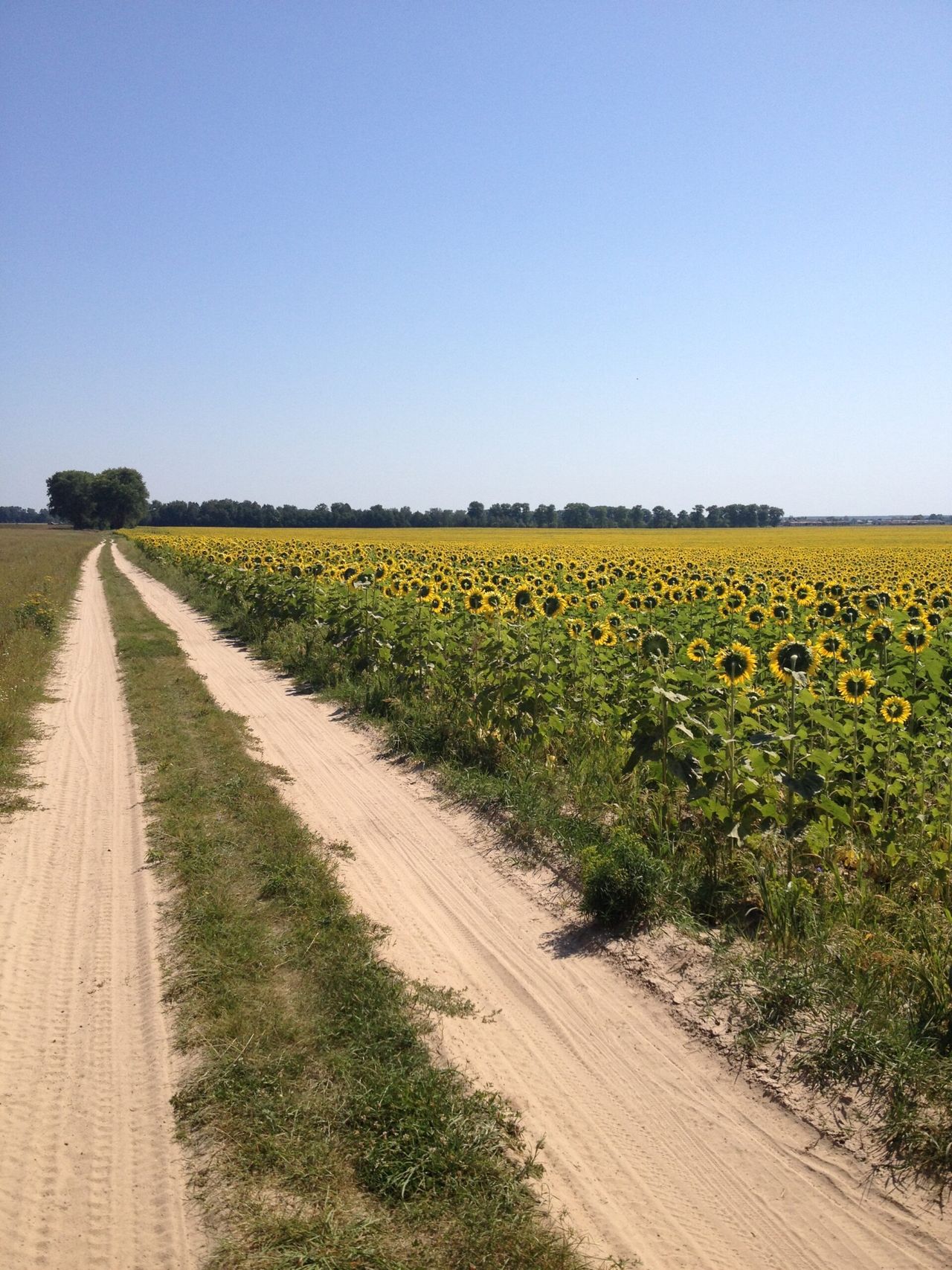 Growing more and more grain in Ukraine