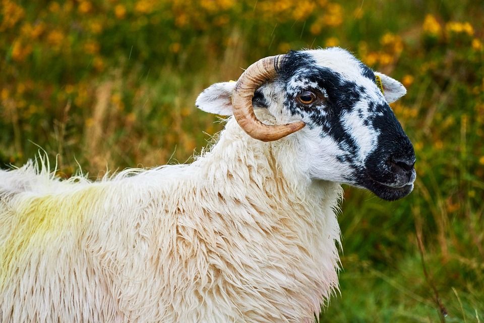 ICSA: Sheep farmers 'hardest hit' by Brexit
