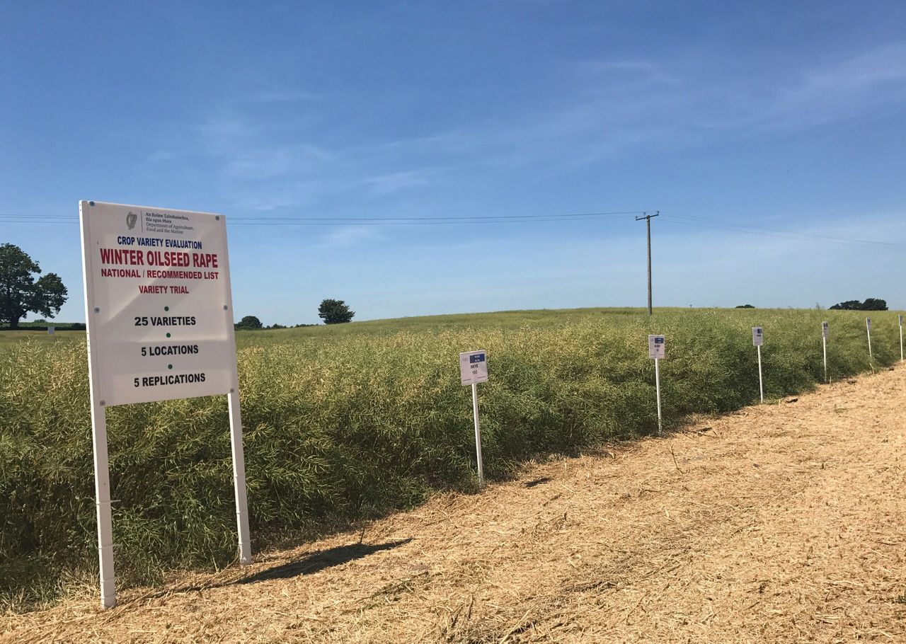 Winter oilseed rape recommended list is out
