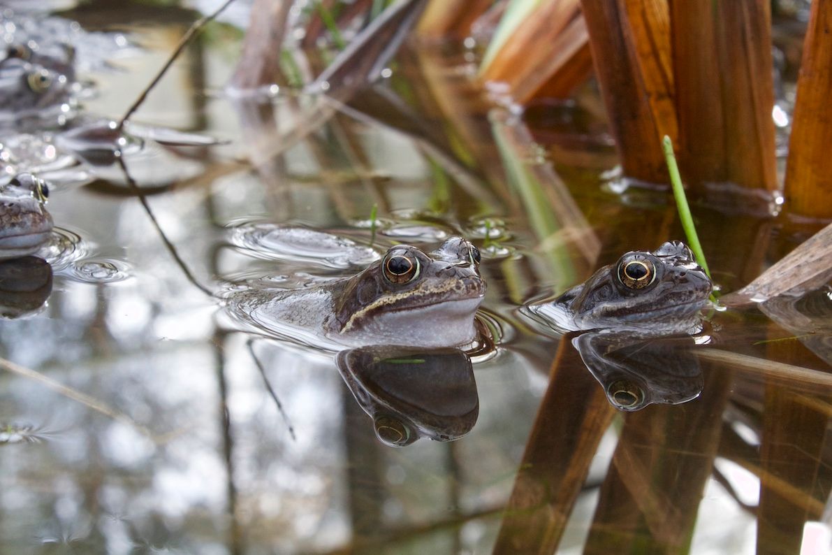 'Hop To It' for frogs on World Wetlands Day