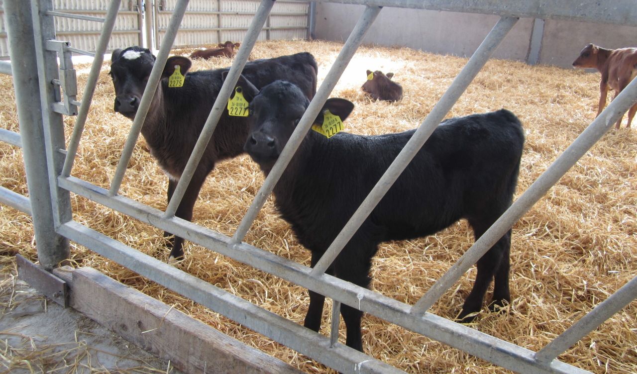 Episode 2 of 'The Calf Show' series is now live - Calf feeding and maintaining hygiene