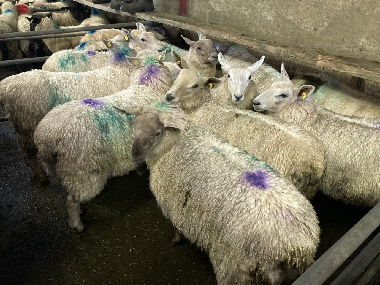 Lamb prices reach €7.00/kg