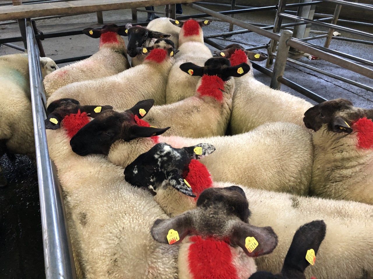 Sheep marts: Factory lamb prices take a hit